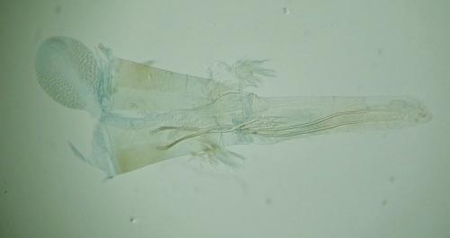 Réf. 291 308 : Phycitodes inquinatella